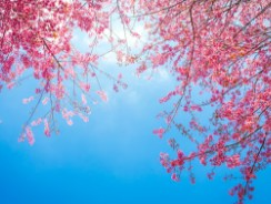 경주-벚꽃-개화시기-5