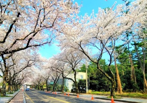 제주대학교 벚꽃길
