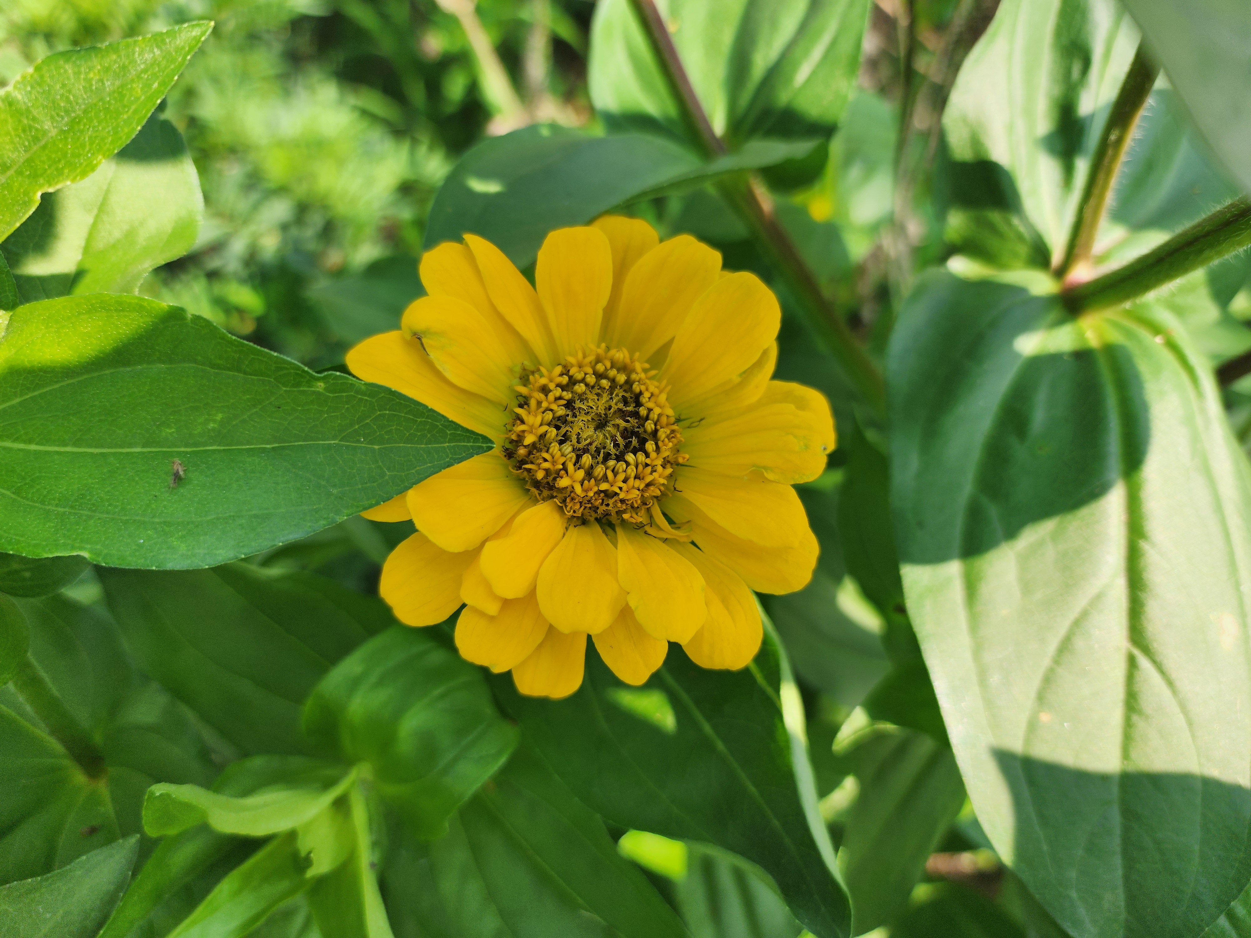 백일홍 - 꽃말&amp;#44; 특징&amp;#44; 이름 유래&amp;#44; 재배 방법