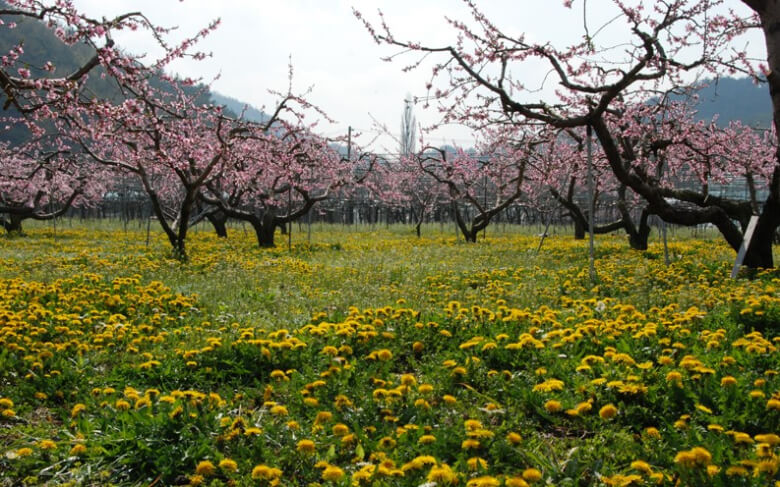 경산 반곡지 사진