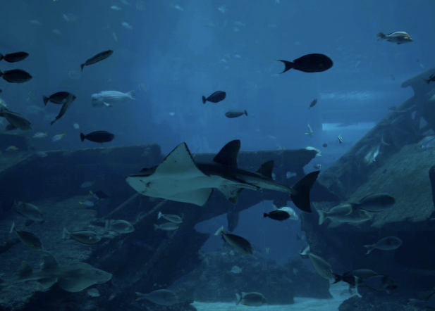 sea-aquarium