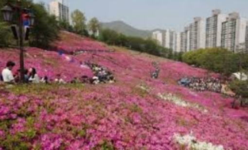 군포 철쭉축제