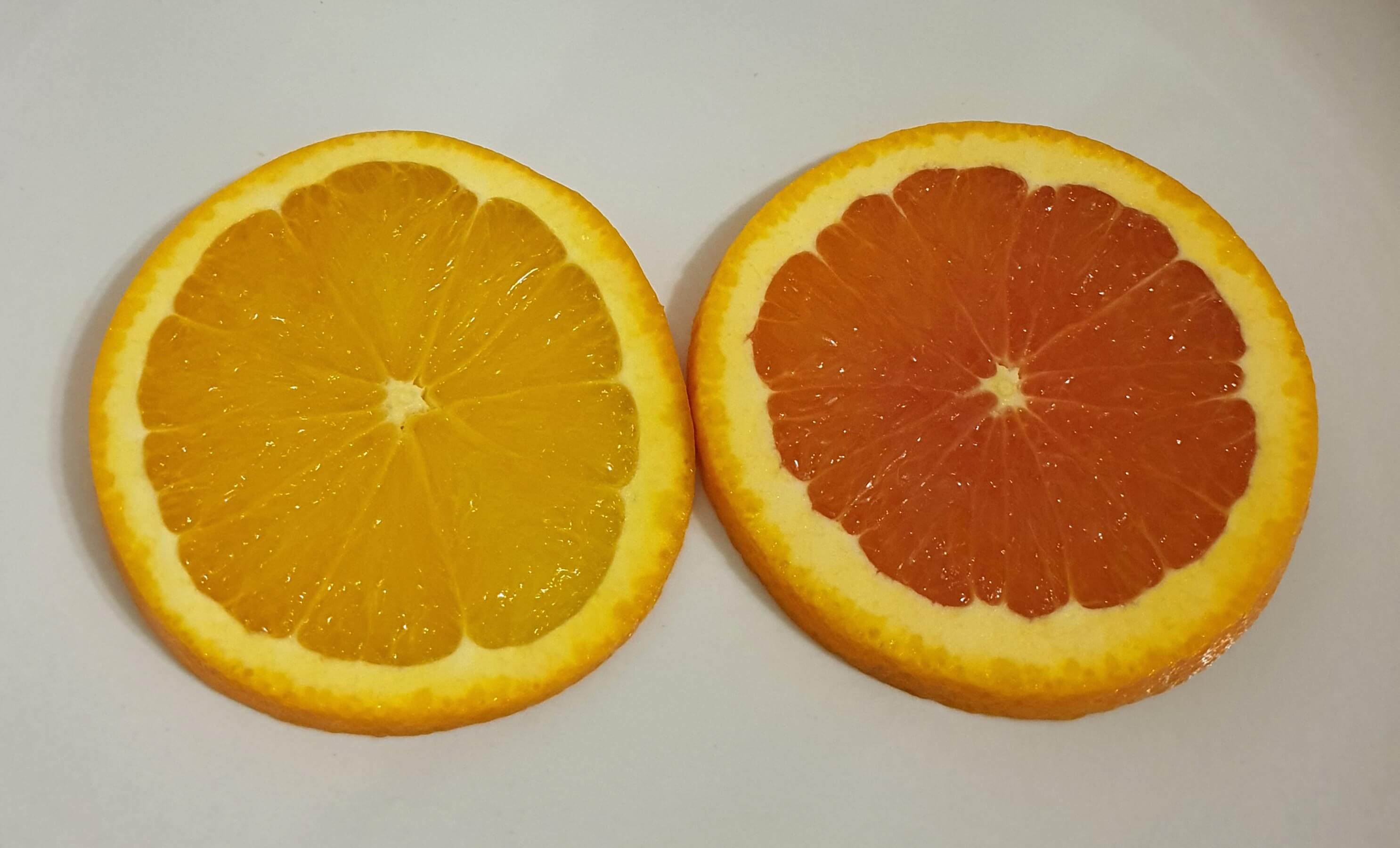 일반 오렌지 VS 카라카라 오렌지