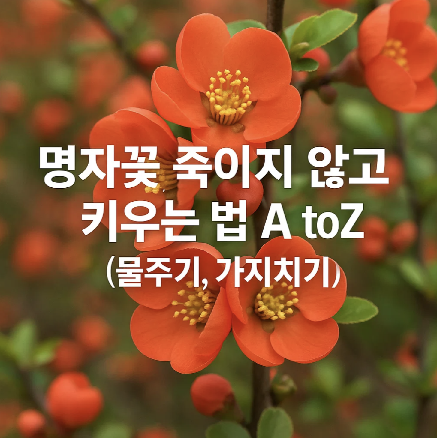 명자꽃 죽이지 않고 키우는 법 A to Z (물주기, 가지치기)