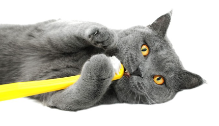 칫솔을 물고 있는 고양이.