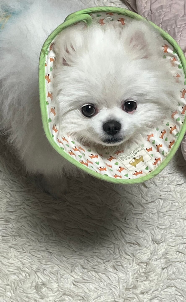 포메라니안_꾸마