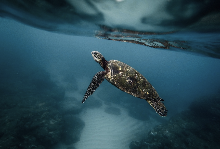 의미 있는 여행: 거북이 보호 프로젝트 체험기