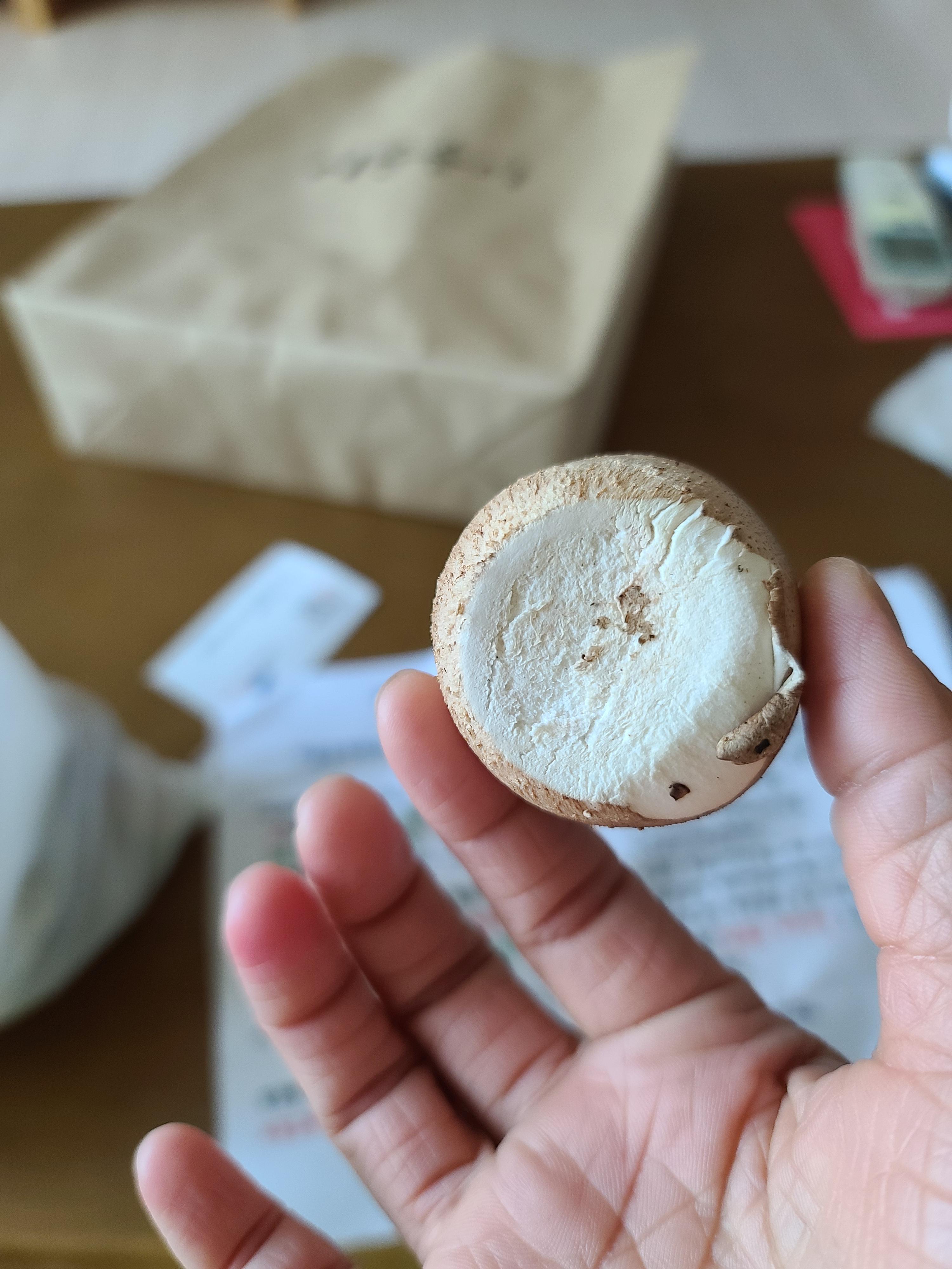 손님을 아쉬워하는 호야. 알고보니 접대냥. (feat.이슬송이 버섯)