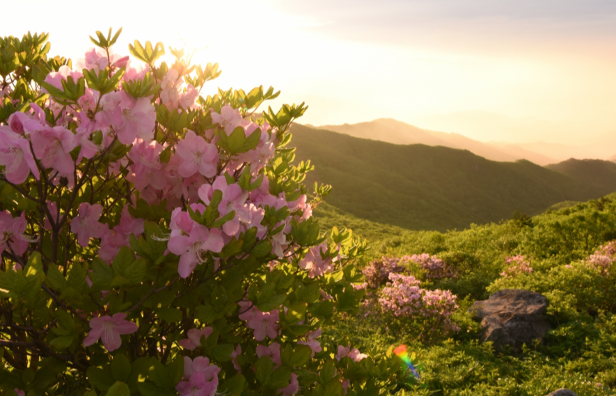 소백산 철쭉 홈페이지 이미지