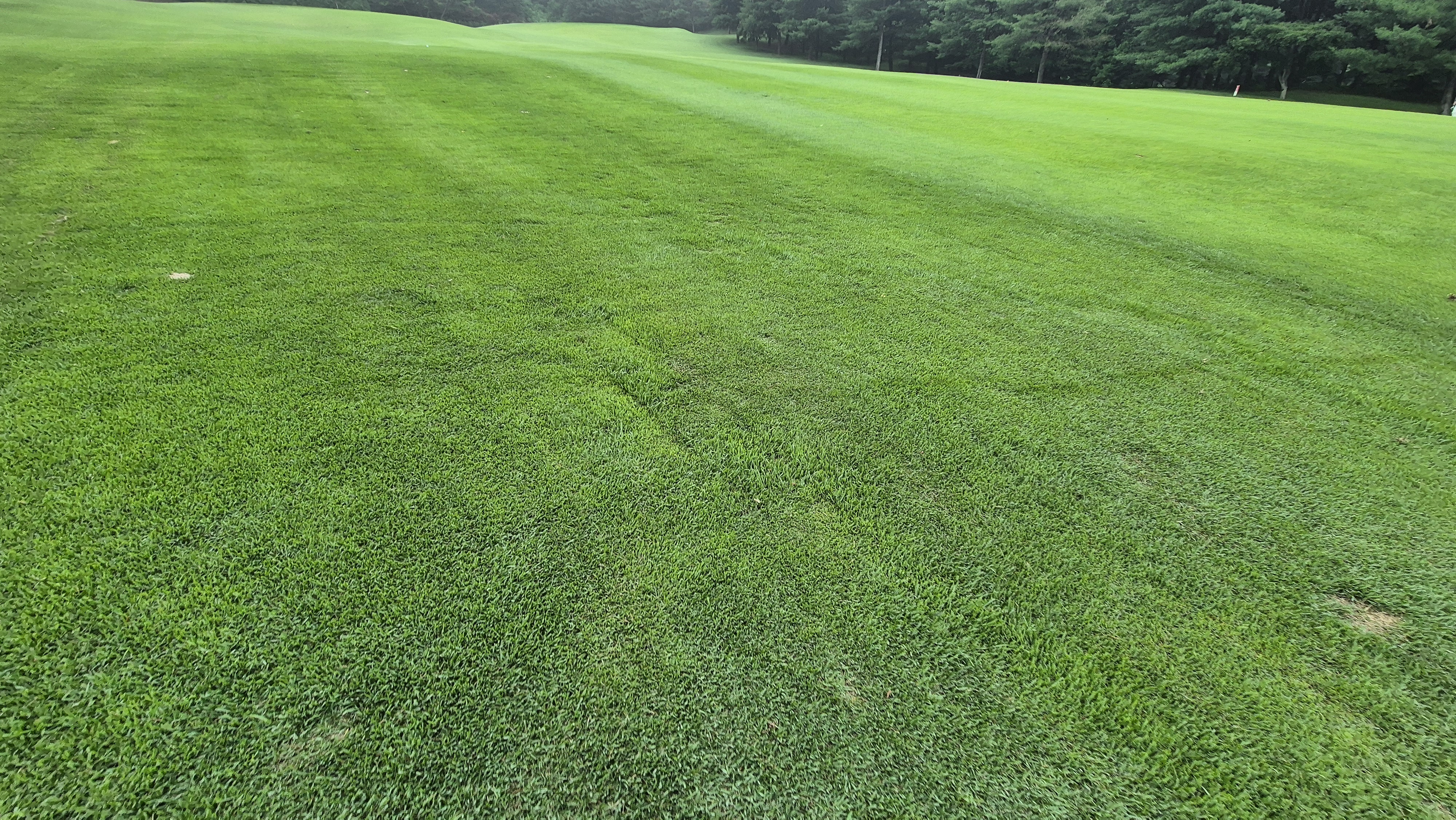 뉴스프링빌cc 라운드 후기