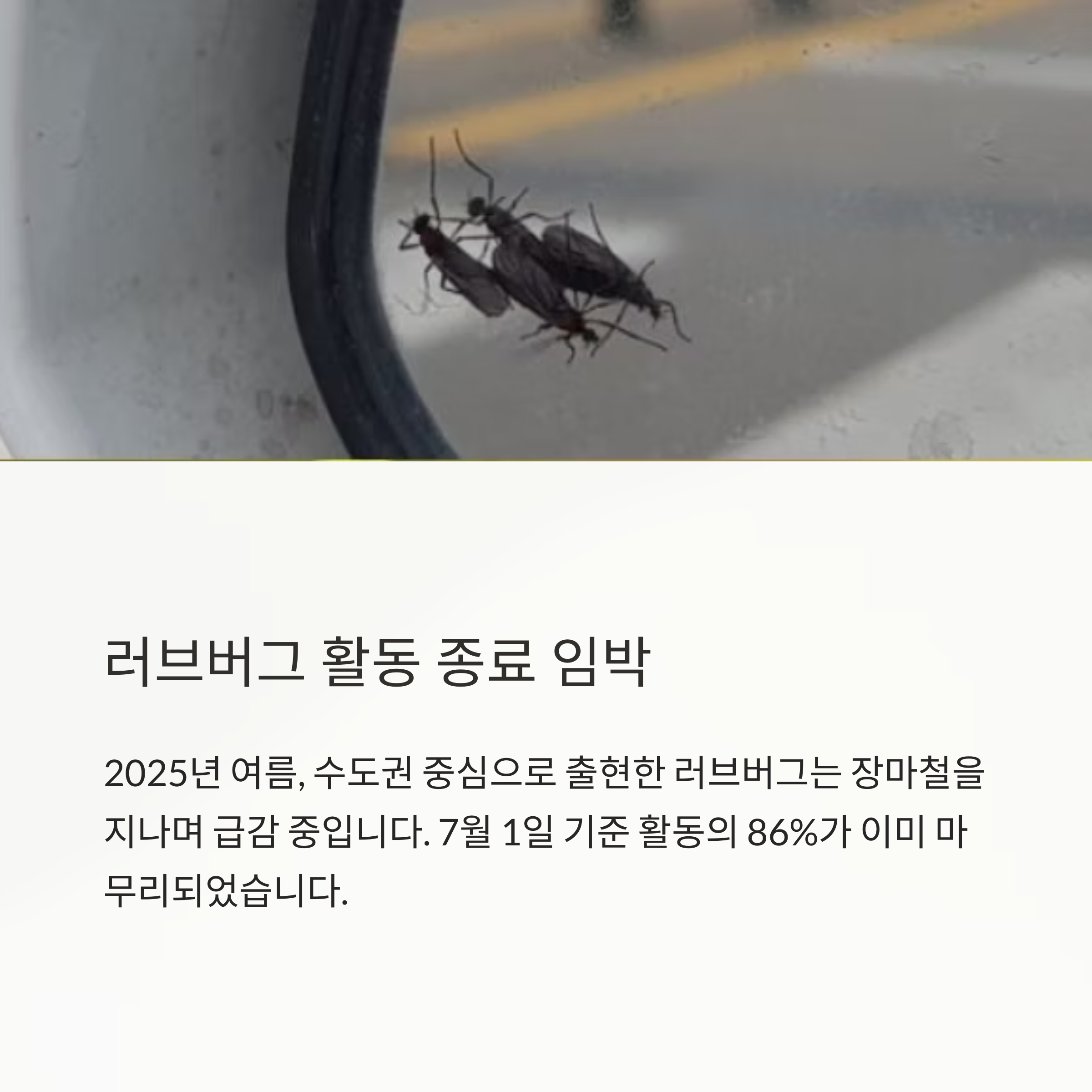 러브버그 활동 종료 임박