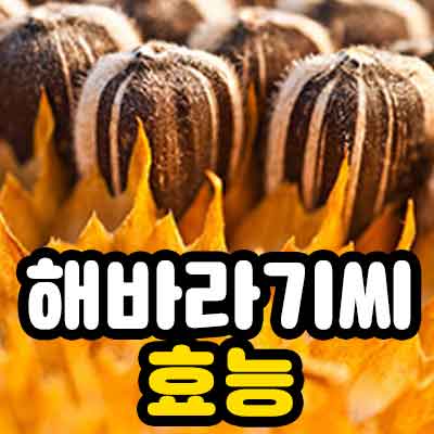 해바라기씨 효능