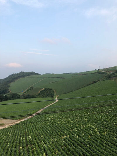 강릉 별구경 스팟, 캠핑, 차박 장소 [ 안반데기 후기]