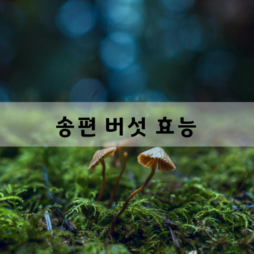 송편-버섯-효능