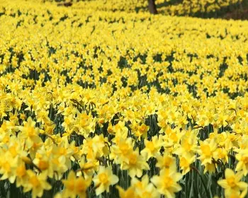 서산 유기방가옥 수선화 축제_24