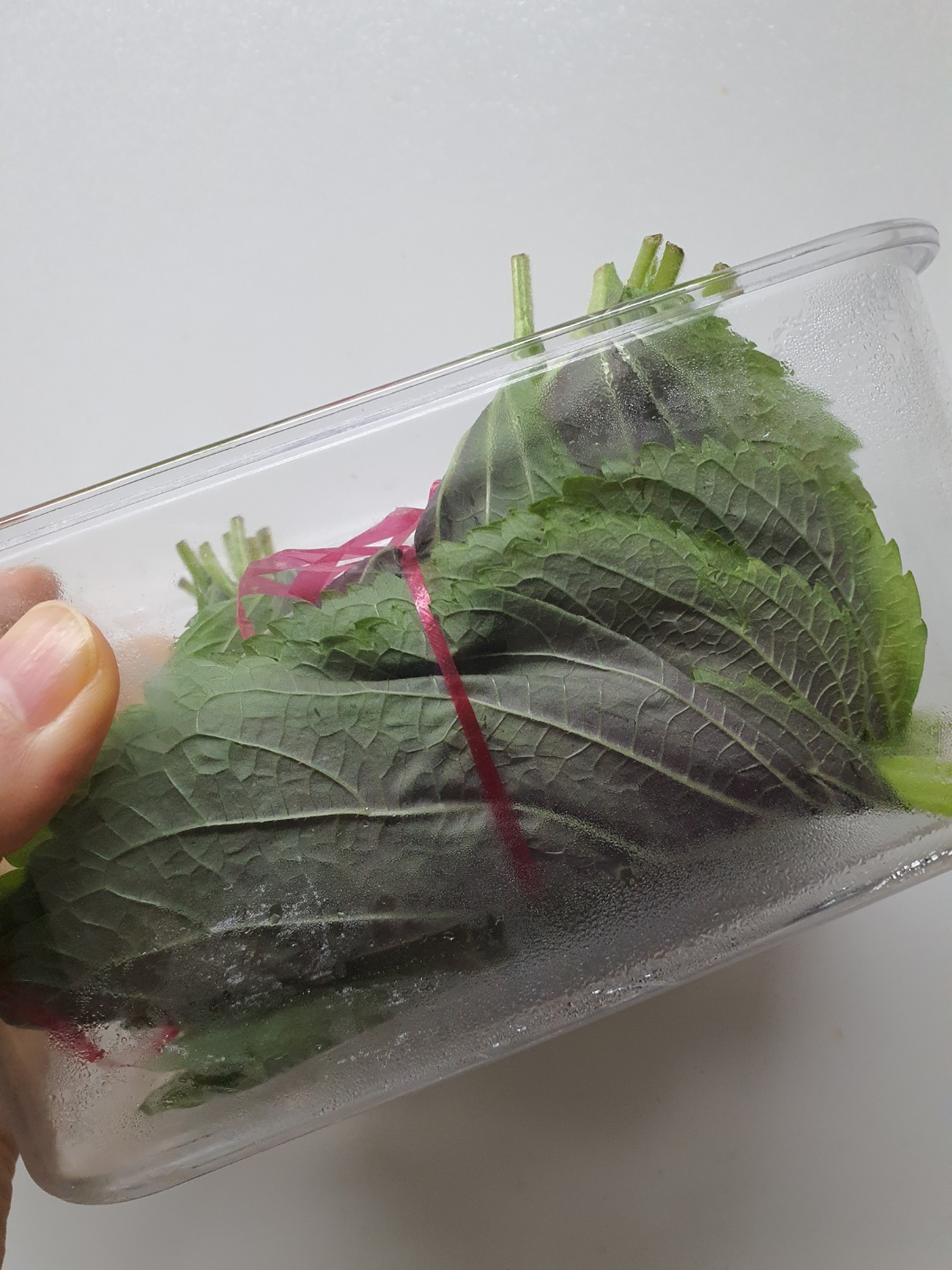 깻잎 효능 역사 깻잎 김치 만드는 법 깻잎 요리 레시피