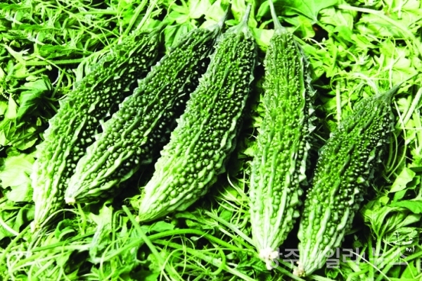 여주 효능