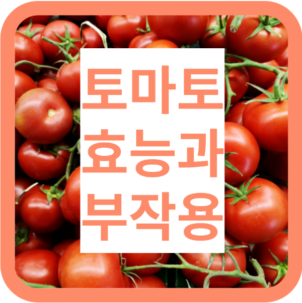 토마토 효능&#44; 부작용
