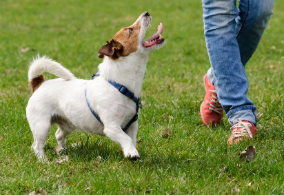 산책중인 강아지