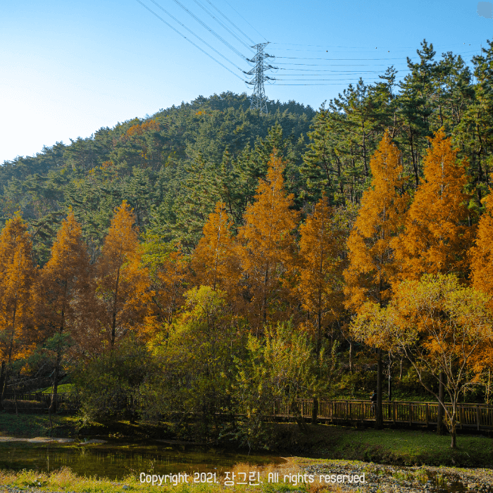 줄지어 서있는 나무들