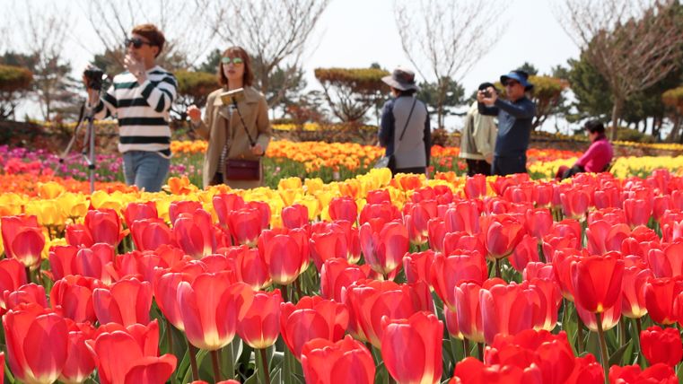 태안 세계 튤립 꽃박람회