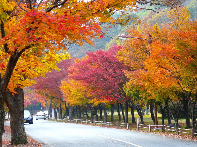 늦가을 단풍 절정지 총정리 - 국내여행, 단풍여행, 시기별