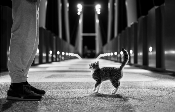 고양이도 사람을 ‘이름’ 으로 기억할까?