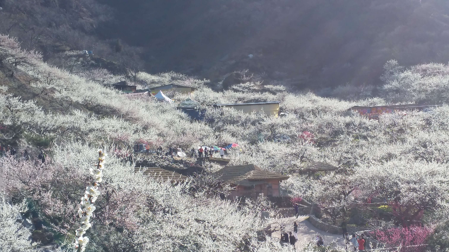 광양 매화마을 매화