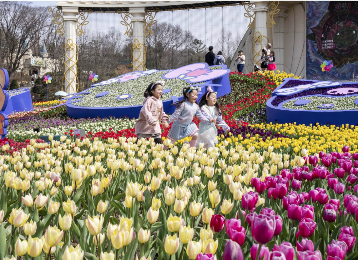에버랜드 튤립축제 후기|입장료, 할인, 주차, 꿀팁까지 완벽가이드