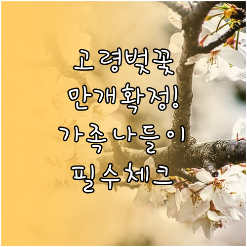 고령 대가야읍 벚꽃 만개일과 가족 나..