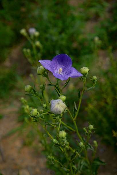 보라색의-도라지-꽃과-하얀색의-도라지-꽃의-모습
