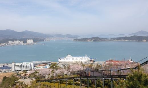 완도 벚꽃