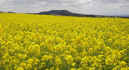 유채꽃밭
