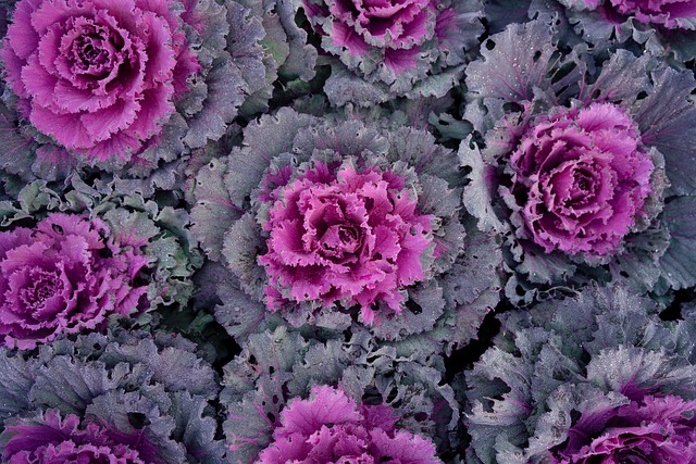 양배추 효능 정리(면역력 강화&amp;#44; 피부 미용&amp;#44; 노화 방지)