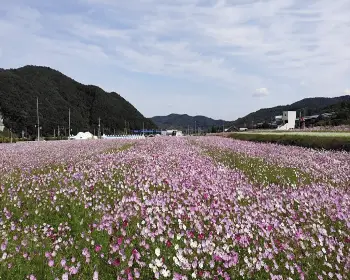 하동 북천 코스모스 메밀꽃 축제_29