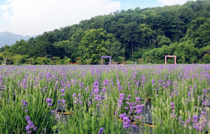 포천 허브 아일랜드