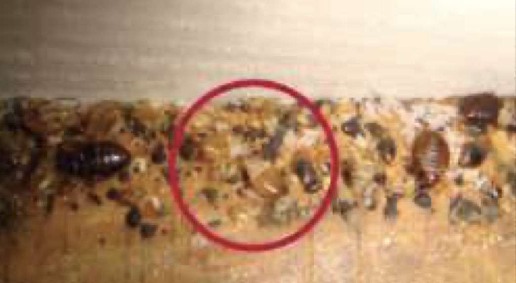 여행 빈대 예방법