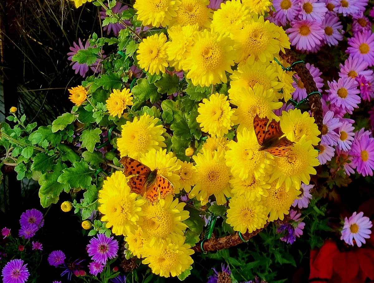 2024 인천 계양 아라온 가을꽃 전시회, 국화 축제(~11.10.): 야경, 아라뱃길, 전통놀이 체험