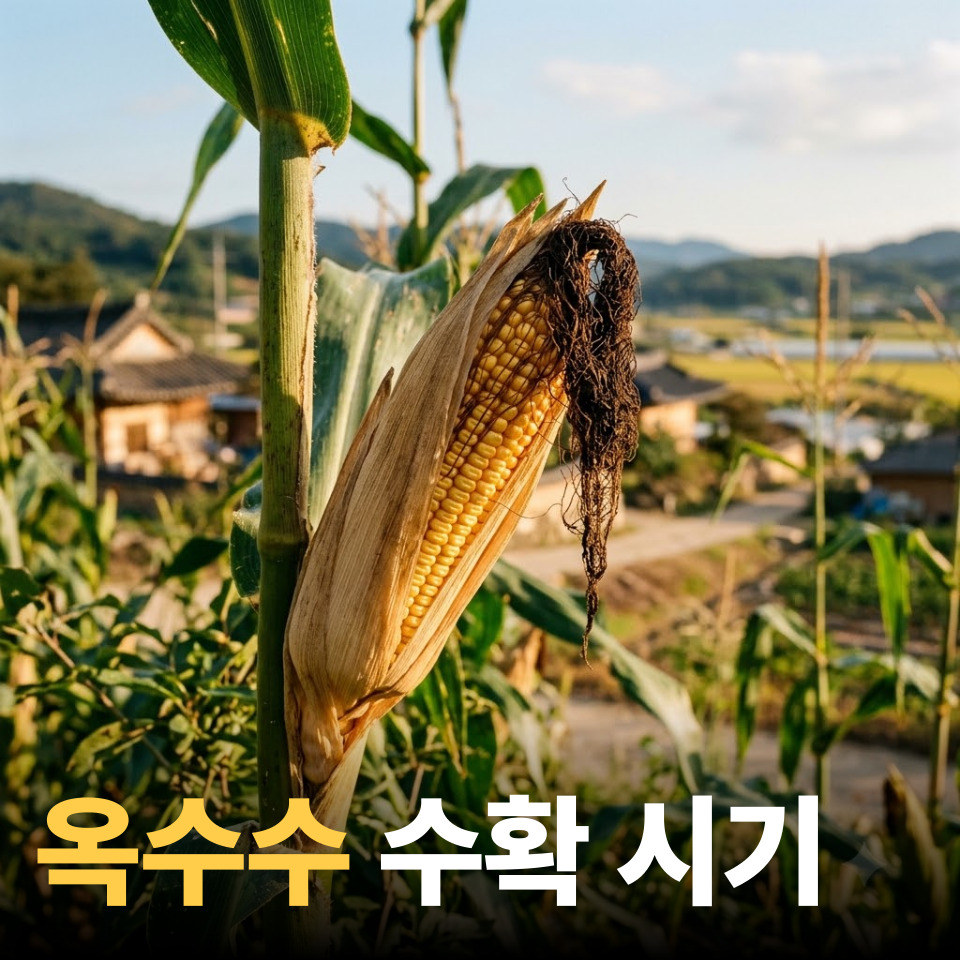 옥수수 수확시기