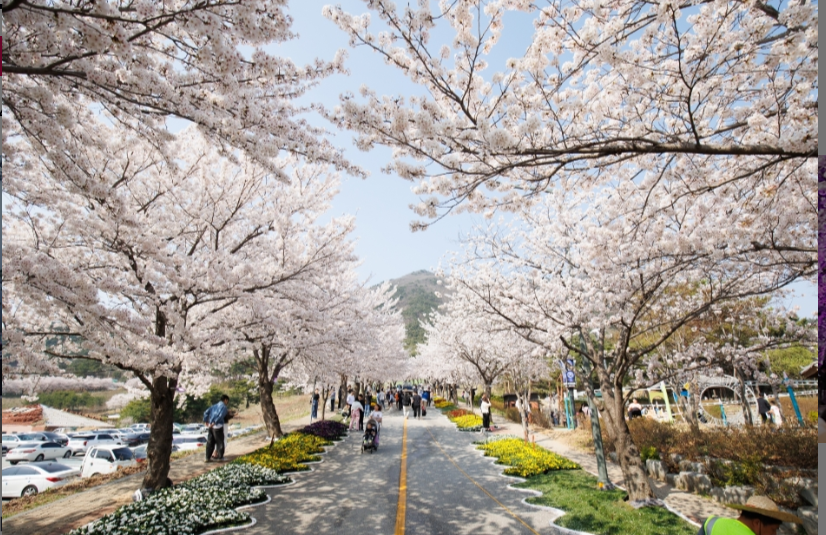 전북 벚꽃 축제 유명한 곳 총정리