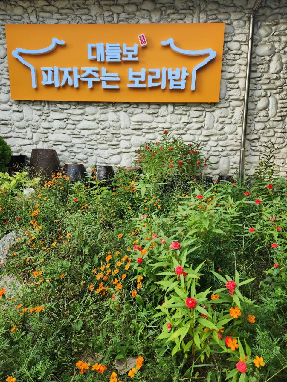 오늘N 2554회 대들보 보리밥 보리밥 시키면 피자가 공짜?! 원주 인기 맛집