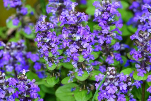 [지피식물키우기] 아주가렙탄스 키우기 관리법 - 물주기, 햇빛, 온도, 습도, 흙(토양), 비료