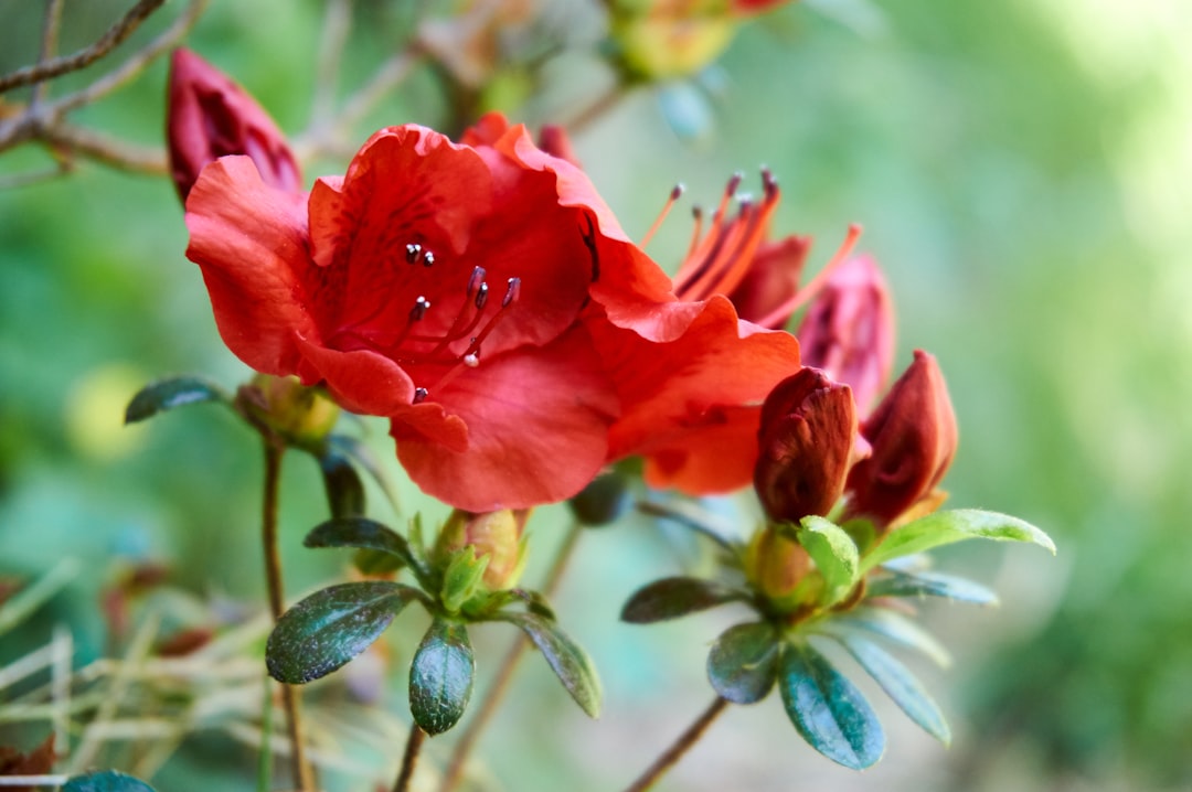 'Azalea'
