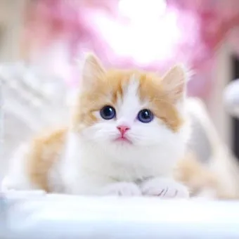 먼치킨 고양이 유전병_5