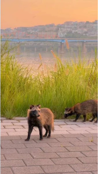 야생 너구리 도시 특징 매력 성격_11