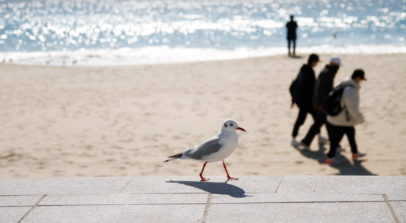 바닷가 갈매기