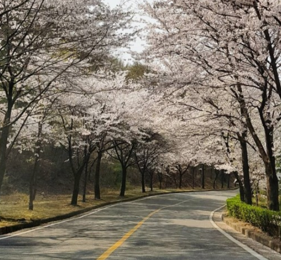 파주벚꽃명소