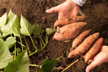 고구마 효능 및 영양성분&amp;#44; 보관방법