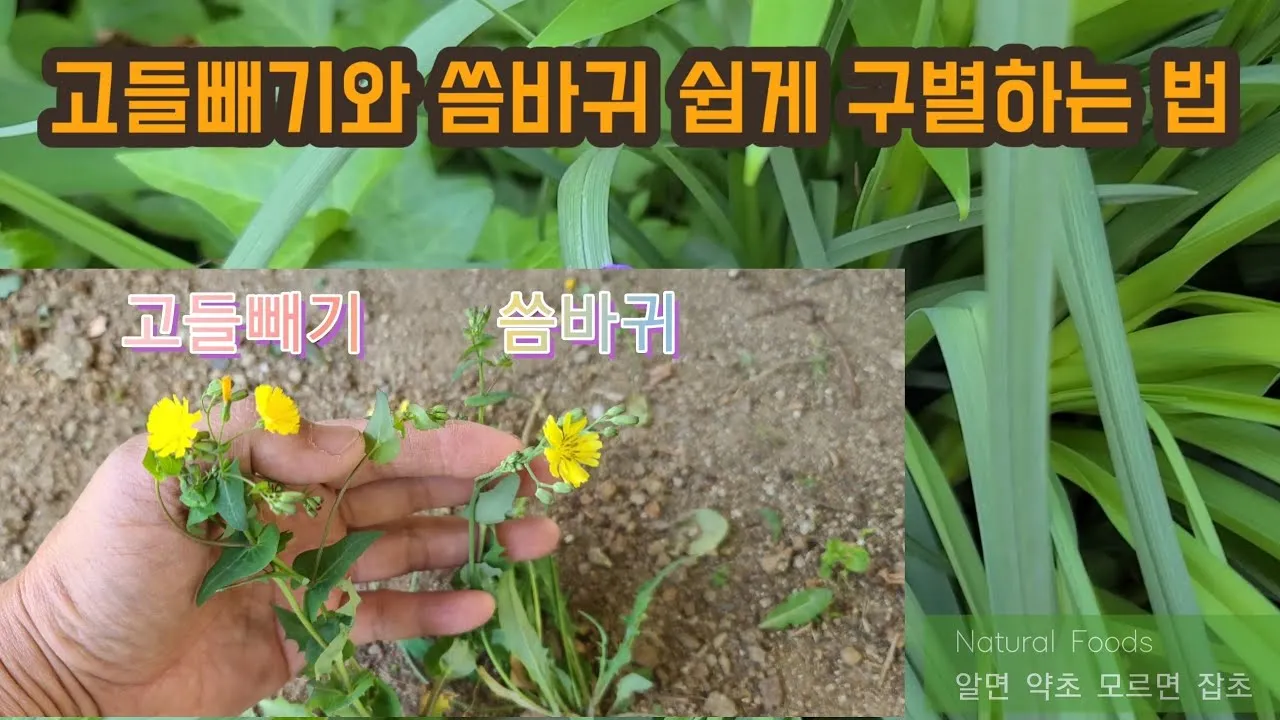 씀바귀 고들빼기 차이점 효능 비교_7