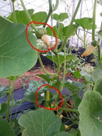 작물 순지르기 유인 기본 토마토 오이 가지 고추 수형관리_9